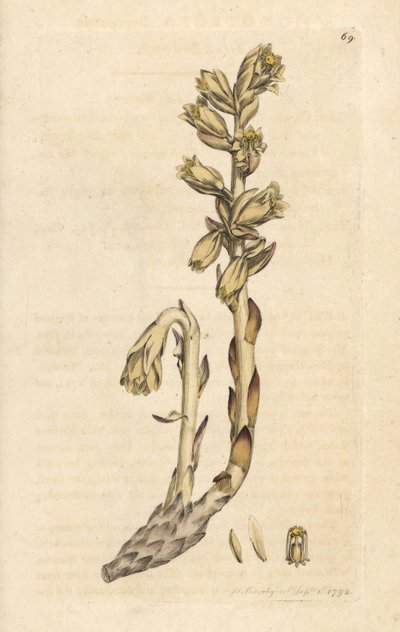 Hollantilainen piippu, Monotropa hypopitys (Keltainen linnunpesä, Monotropa hypopithys) (Aristoloche) Käsinvärinen kuparilevykaiverrus James Sowerbyn piirustuksen jälkeen James Smithin Englannin kasvitieteestä Lontoossa tekijältä James Sowerby