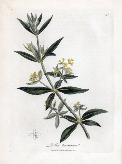 Dyerin madder, Rubia tinctorum. Käsinvärinen kuparilevykaiverrus James Sowerbyn kasvitieteellisestä kuvituksesta William Woodvillesta ja Sir William Jackson Hookerin "" Medical Botany" -teoksesta, John Bohn, Lontoo tekijältä James Sowerby