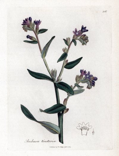 Dyerin orcanette tai tinctorale - Dyerin bugloss tai alkaatti, Anchusa tinctoria. Käsinvärinen kuparilevykaiverrus James Sowerbyn kasvitieteellisestä kuvituksesta William Woodvillesta ja Sir William Jackson Hookerin "" Medical Botany" -teoksesta, John Bohn tekijältä James Sowerby