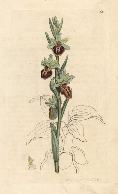 Varhainen hämähäkkiorkidea, Ophrys sphegodes (Spider orchis, Ophrys aranifera). Käsinvärinen kuparikaiverrus James Sowerbyn kuvituksen jälkeen James Smithin Englannin kasvitieteellisestä lehdestä Lontoossa tekijältä James Sowerby