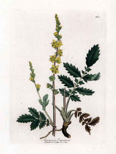 Eupatory hapan - Agrimony, Agrimonia eupatoria. Käsinvärinen kuparilevykaiverrus James Sowerbyn kasvitieteellisestä kuvituksesta William Woodvillesta ja Sir William Jackson Hookerin "" Medical Botany" -teoksesta, John Bohn, Lontoo tekijältä James Sowerby