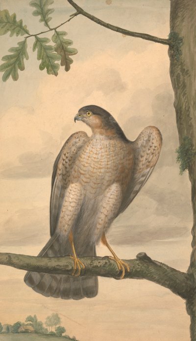 Euraasian varpushaukka tekijältä James Sowerby