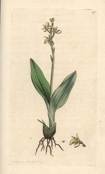 Suoorkidea, Liparis loeselii (Dwarf ophrys, Ophrys loeselii). Käsinvärinen kuparikaiverrus James Sowerbyn kuvituksen jälkeen James Smithin Englannin kasvitieteellisestä lehdestä Lontoossa tekijältä James Sowerby