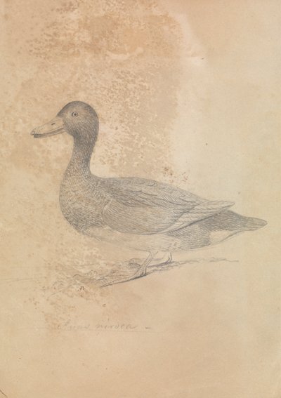 Ferruginous Duck tekijältä James Sowerby