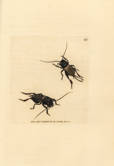 Kenttäkriketti, Gryllus campestris (Accheta campestris). James Sowerbyn käsinvärinen kuparikaiverrus The British Miscellanysta tai värillisiä hahmoja uusista, harvinaisista tai vähän tunnetuista eläimistä. tekijältä James Sowerby