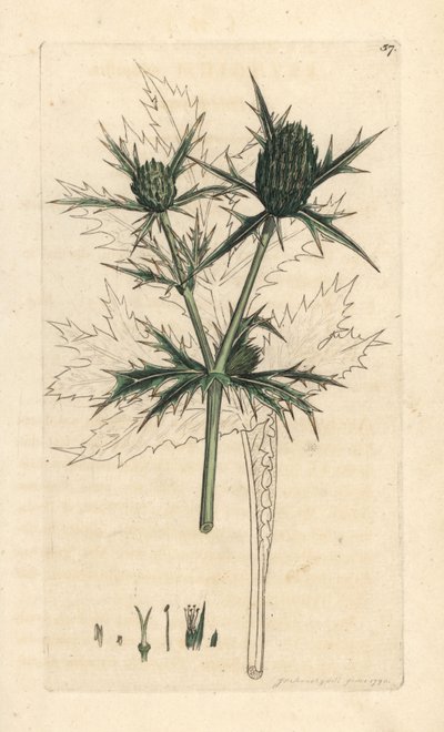 Field eryngo, Eryngium campestre (Panicaut champetre) Käsinvärinen kuparikaiverrus James Sowerbyn kuvituksen jälkeen James Smithin Englannin kasvitieteestä Lontoossa tekijältä James Sowerby