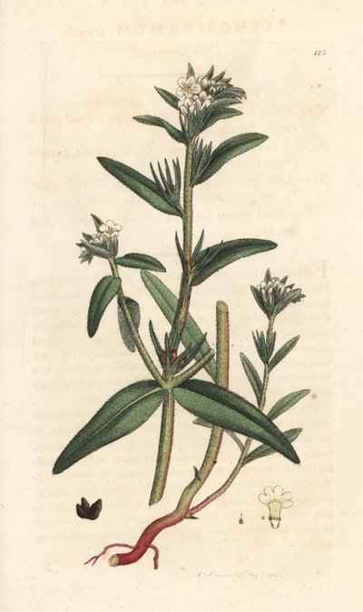 Field gromwell, Buglossoides arvensis (Lithospermum arvense) (Gremil des champs) Käsinvärinen kuparikaiverrus James Sowerbyn piirustuksen jälkeen James Smithin Englannin kasvitieteestä, Lontoo tekijältä James Sowerby