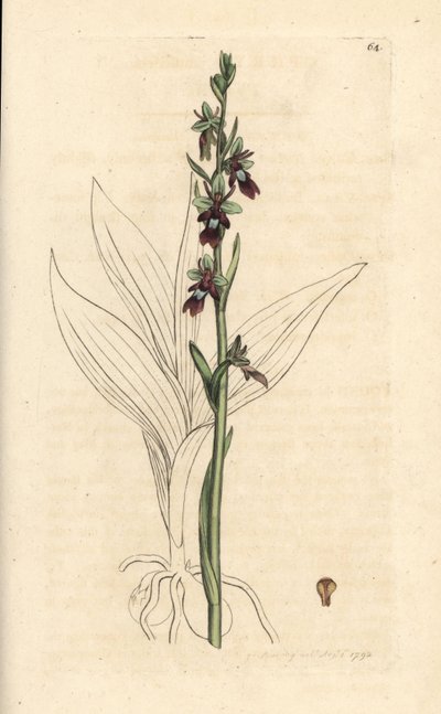 Perhoorkidea, Ophrys insectifera (Fly orchis, Ophrys muscifera). Käsinvärinen kuparikaiverrus James Sowerbyn kuvituksen jälkeen James Smithin Englannin kasvitieteellisestä lehdestä Lontoossa tekijältä James Sowerby
