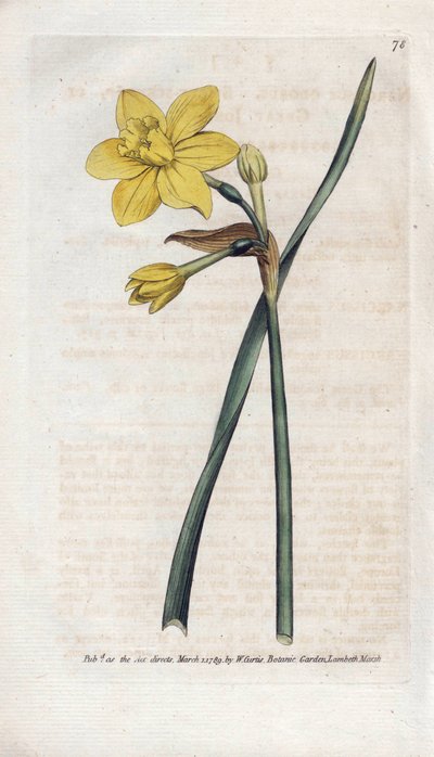 Tuoksuva narsissi tai tuoksuva narsissi – James Sowerbyn (1757-1822) litografia, William Curtisin (1746-1799) kasvitieteellinen aikakauslehti tekijältä James Sowerby