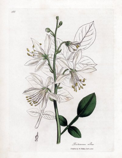 Fraxinelle - Valkoinen fraxinella tai basard dittany, Dictamnus albus. Käsinvärinen kuparilevykaiverrus James Sowerbyn kasvitieteellisestä kuvituksesta William Woodvillesta ja Sir William Jackson Hookerin "" Medical Botany" -teoksesta, John Bohn, Lontoo tekijältä James Sowerby