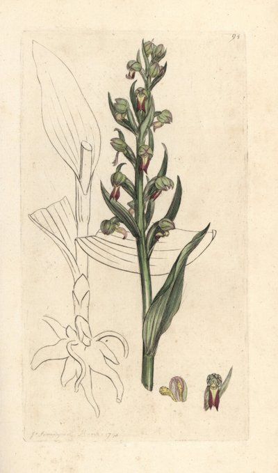 Sammakkoorkidea, Dactylorhiza viridis (Frog satyrion tai orchis, Satyrium viride). Käsinvärinen kuparikaiverrus James Sowerbyn kuvituksen jälkeen James Smithin Englannin kasvitieteellisestä lehdestä Lontoossa tekijältä James Sowerby