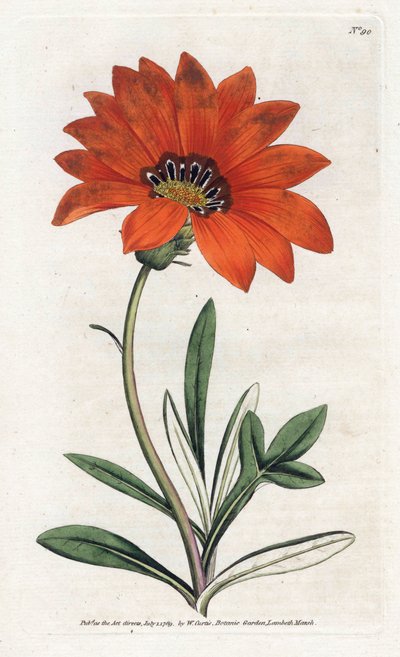 Gazania (gazania) jyrkkä - James Sowerbyn (1757-1822) litografia William Curtisin kasvitieteellisestä lehdestä (1746-1799) tekijältä James Sowerby