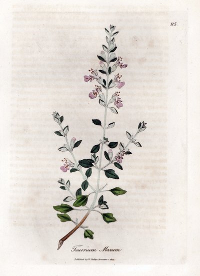 Germandree marum tai kissan germandree - Kissatimjami, Teucrium marum. Käsinvärinen kuparilevykaiverrus James Sowerbyn kasvitieteellisestä kuvituksesta William Woodvillesta ja Sir William Jackson Hookerin "" Medical Botany" -teoksesta, John Bohn, Lontoo tekijältä James Sowerby