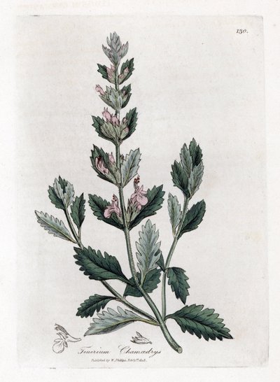 Germandree petit tammi - Saksanpentu, Teucrium chamaedrys. Käsinvärinen kuparilevykaiverrus James Sowerbyn kasvitieteellisestä kuvituksesta William Woodvillesta ja Sir William Jackson Hookerin "" Medical Botany" -teoksesta, John Bohn, Lontoo tekijältä James Sowerby