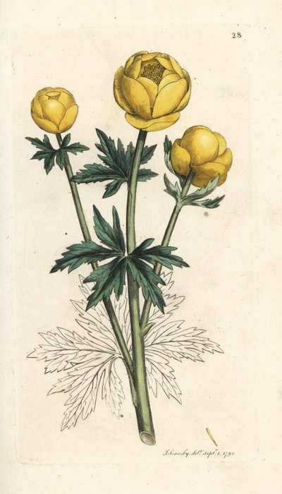 Maapallon kukka, Trollius europaeus. Käsinvärinen kuparikaiverrus James Sowerbyn kuvituksen jälkeen James Smithin Englannin kasvitieteellisestä lehdestä Lontoossa tekijältä James Sowerby