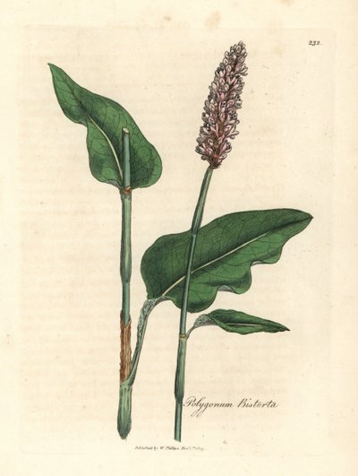 Suurpistorta, Polygonum bistorta tekijältä James Sowerby