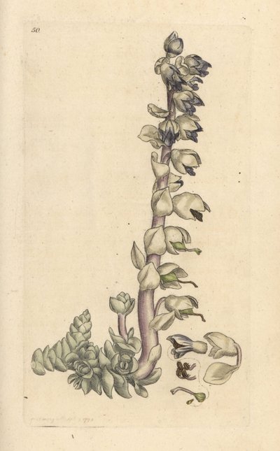 Hammasjuuri, Lathraea squamaria (Grande Cardamine) Käsinvärinen kuparikaiverrus James Sowerbyn kuvituksen mukaan James Smithin Englannin kasvitieteellisestä lehdestä Lontoossa tekijältä James Sowerby