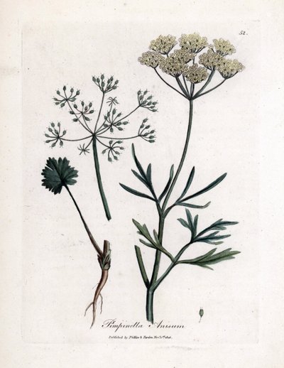 Vihreä anis (Pimpinella anisum). Käsinvärjätty kuparikaiverrus James Sowerbyn kuvituksesta. Ote William Woodvillen ja Sir William Jackson Hookerin kirjasta "" Botanique medicale"" 1832. Väsymätön Sowerby (1757-1822) veti enemmän kuin tekijältä James Sowerby