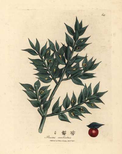 Vihreäkukkainen teurastamon luuta, Ruscus aculeatus tekijältä James Sowerby