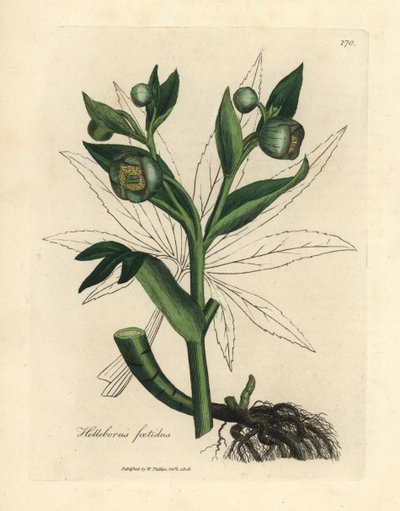Vihreäkukkainen haiseva hellebore tai karhunjalka, Helleborus foetidus tekijältä James Sowerby