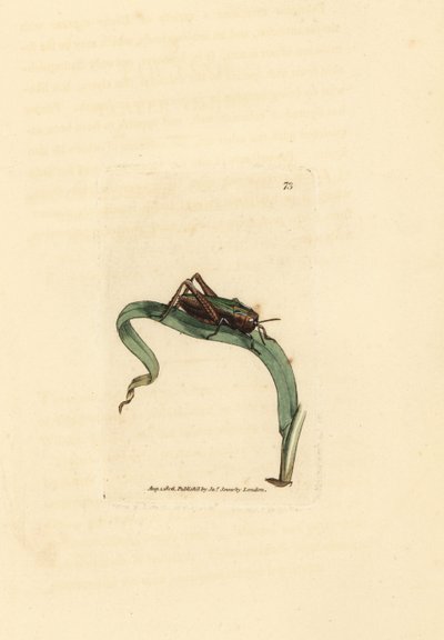 Vihreä heinäsirkka, Omocestus viridulus (Gryllus viridulus). James Sowerbyn käsinvärinen kuparikaiverrus The British Miscellanysta tai värillisiä hahmoja uusista, harvinaisista tai vähän tunnetuista eläimistä. tekijältä James Sowerby