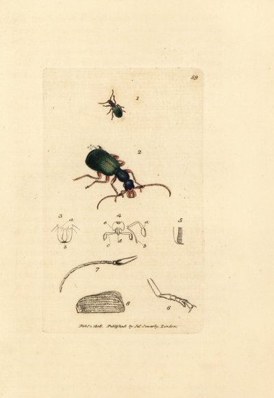 Maakuoriainen, Drypta dentata (kultasuinen carabus, Carabus chrysostomos). James Sowerbyn käsinvärinen kuparikaiverrus The British Miscellanysta tai värillisiä hahmoja uusista, harvinaisista tai vähän tunnetuista eläimistä. tekijältä James Sowerby