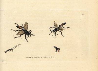 Karvainen hiekkaampiainen, Podalonia hirsuta (Ammophila hirsuta). James Sowerbyn käsinvärinen kuparikaiverrus The British Miscellanysta tai värilliset hahmot uusista, harvinaisista tai vähän tunnetuista eläimistä. tekijältä James Sowerby