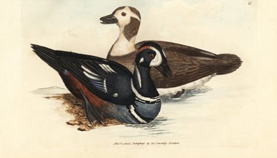 Harlekiiniankka, Histrionicus histrionicus (Anas histrionica). Mies ja nainen. James Sowerbyn käsinvärinen kuparikaiverrus The British Miscellanysta tai värillisiä hahmoja uusista, harvinaisista tai vähän tunnetuista eläimistä. tekijältä James Sowerby