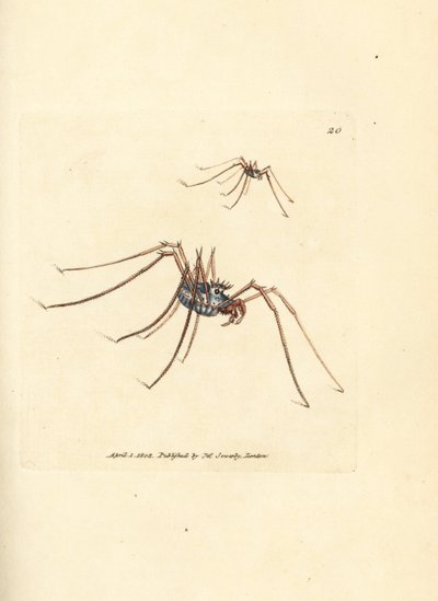 Harvestman hämähäkki, Megabunus diadema. James Sowerbyn käsinvärinen kuparikaiverrus The British Miscellanysta tai värillisiä hahmoja uusista, harvinaisista tai vähän tunnetuista eläimistä. tekijältä James Sowerby