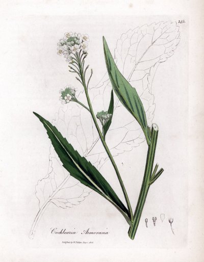 Piparjuuri tai cranson - piparjuuri, Armoracia rusticana. Käsinvärinen kuparilevykaiverrus James Sowerbyn kasvitieteellisestä kuvituksesta William Woodvillesta ja Sir William Jackson Hookerin "" Medical Botany" -teoksesta, John Bohn, Lontoo tekijältä James Sowerby