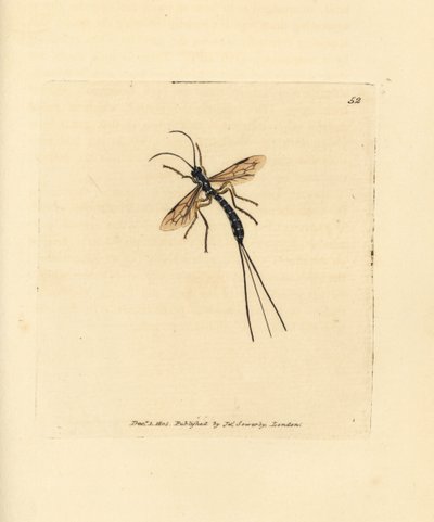 Ichneumon persu, Rhyssa persuasoria (Ichneumon persuasorius). James Sowerbyn käsinvärinen kuparikaiverrus The British Miscellanysta tai värillisiä hahmoja uusista, harvinaisista tai vähän tunnetuista eläimistä. tekijältä James Sowerby