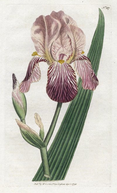 Iris tuoksuu seljanmarjalle - James Sowerbyn (1757-1822) litografia, levy William Curtisin kasvitieteellisestä lehdestä (1746-1799) tekijältä James Sowerby