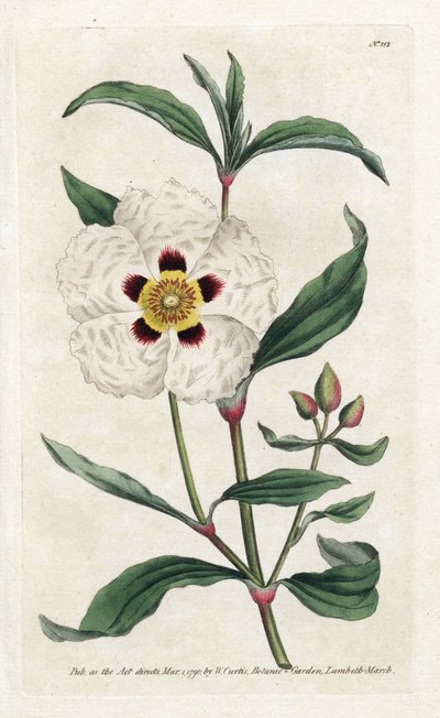 Ladanifere tai Ledon Cistus - James Sowerbyn (1757-1822) litografia, William Curtisin (1746-1799) kasvitieteellinen aikakauslehti tekijältä James Sowerby