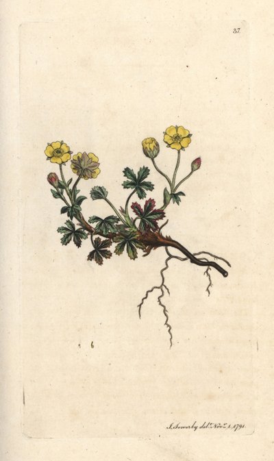 Isokukkainen potentilla, Potentilla grandiflora (Spring cinquefoil, Potentilla verna) (cinquefoil) Käsinvärinen kuparilevykaiverrus James Sowerbyn kuvituksen mukaan James Smithin Englannin kasvitieteellisestä lehdestä Lontoossa tekijältä James Sowerby