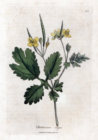 Suuri chelidoine tai suuri kevyt - iso celandine, Chelidonium majus. Käsinvärinen kuparilevykaiverrus James Sowerbyn kasvitieteellisestä kuvituksesta William Woodvillesta ja Sir William Jackson Hookerin "" Medical Botany" -teoksesta, John Bohn, Lontoo tekijältä James Sowerby