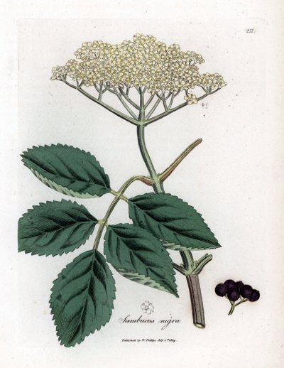 Iso seljanmarja tai mustaselja - Tavallinen mustaselja, Sambucus nigra. Käsinvärinen kuparilevykaiverrus James Sowerbyn kasvitieteellisestä kuvituksesta William Woodvillesta ja Sir William Jackson Hookerin "" Medical Botany" -teoksesta, John Bohn, Lontoo tekijältä James Sowerby