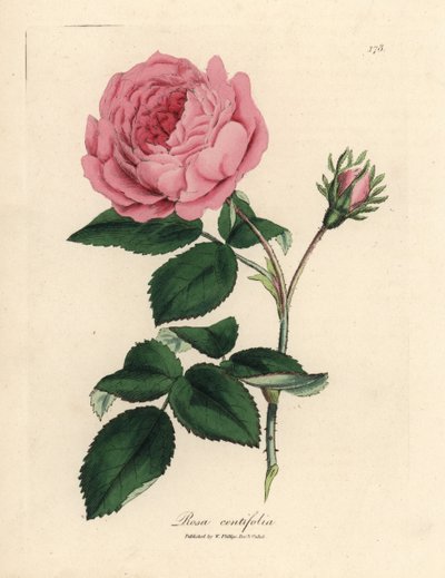 Suuri vaaleanpunainen satalehtinen ruusu, Rosa centifolia tekijältä James Sowerby
