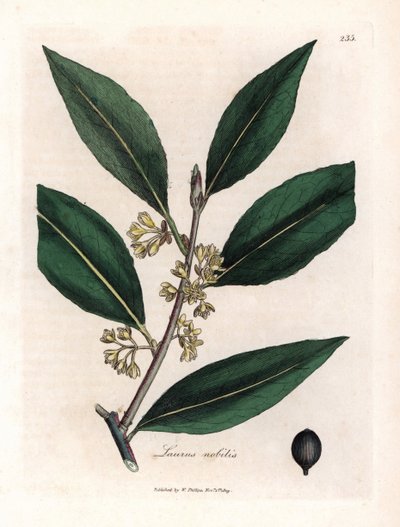 Laurier-kastike. Käsinvärjätty kuparikaiverrus James Sowerbyn (1757-1822) piirroksesta Botanique Medicinalessa tekijältä James Sowerby