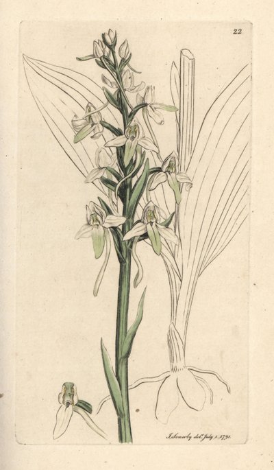 Pieni perhonen orchis, Platanthera bifolia (Orchis bifolia). Käsinvärinen kuparikaiverrus James Sowerbyn kuvituksen jälkeen James Smithin Englannin kasvitieteellisestä lehdestä Lontoossa tekijältä James Sowerby