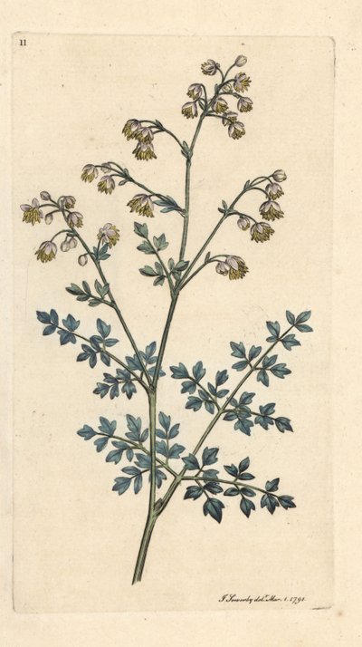 Pieni niittykatu, Thalictrum miinus. Käsinvärinen kuparikaiverrus James Sowerbyn kuvituksen jälkeen James Smithin Englannin kasvitieteellisestä lehdestä Lontoossa tekijältä James Sowerby