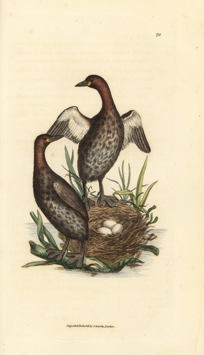 Pikkuviiri, Tachybaptus ruficollis (Pieni mustaleukainen grebe, Colymbus hebridicus?). Yhdistä pesään kolmen munan kanssa. James Sowerbyn käsinvärinen kuparikaiverrus The British Miscellanysta tai värilliset hahmot uudesta, harvinaisesta tai vähän tunnetus tekijältä James Sowerby