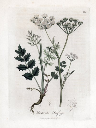 Locage saxifrage - Burnet saxifrage, Pimpinella saxifraga. Käsinvärinen kuparilevykaiverrus James Sowerbyn kasvitieteellisestä kuvituksesta William Woodvillesta ja Sir William Jackson Hookerin "" Medical Botany" -teoksesta, John Bohn, Lontoo tekijältä James Sowerby