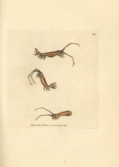 Pitkäsarvijalkainen, Astacilla longicornis (Oniscus longicornis). James Sowerbyn käsinvärinen kuparikaiverrus The British Miscellanysta tai värillisiä hahmoja uusista, harvinaisista tai vähän tunnetuista eläimistä. tekijältä James Sowerby