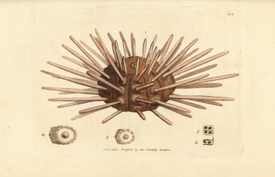 Pitkäkärkinen liuskekivikynä merisiili, Cidaris cidaris (Echinus cidaris). James Sowerbyn käsinvärinen kuparikaiverrus The British Miscellanysta tai värillisiä hahmoja uusista, harvinaisista tai vähän tunnetuista eläimistä. tekijältä James Sowerby