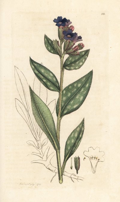 Lungwort, Pulmonaria officinalis (keuhko) Käsinvärinen kuparikaiverrus James Sowerbyn kuvituksen mukaan James Smithin Englannin kasvitieteestä Lontoossa tekijältä James Sowerby