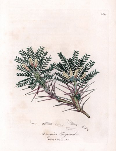 Marseille Astragalus tai äidin tyyny - Vuohenpiippuvirna, Astragalus tragacantha. Käsinvärinen kuparikaiverrus James Sowerbyn kasvitieteellisestä kuvituksesta William Woodvillesta ja Sir William Jackson Hookerin "" Medical Botany" -kirjasta, John tekijältä James Sowerby