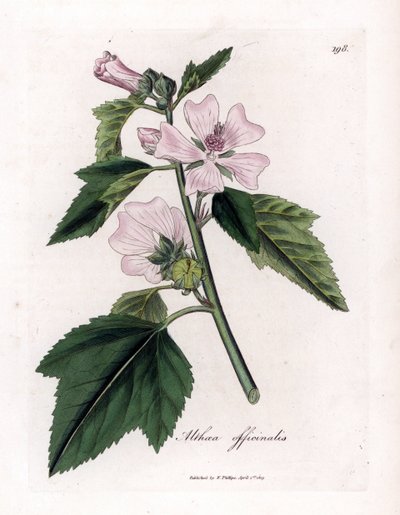 Marshmallow officinale tai villi tai valkoinen violetti vaahtokarkki, Althaea officinalis. Käsinvärinen kuparilevykaiverrus James Sowerbyn kasvitieteellisestä kuvituksesta William Woodvillesta ja Sir William Jackson Hookerin "" Medical Botany" -teoksesta,  tekijältä James Sowerby
