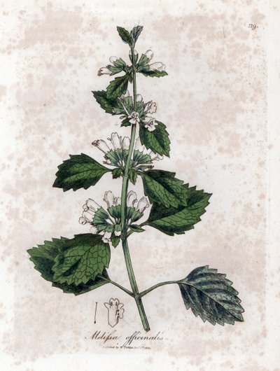 Melisse officinale tai melisse sitruunaruoho - tavallinen balsami, Melissa officinalis. Käsinvärinen kuparilevykaiverrus James Sowerbyn kasvitieteellisestä kuvituksesta William Woodvillesta ja Sir William Jackson Hookerin "" Medical Botany" -teoksesta, Joh tekijältä James Sowerby