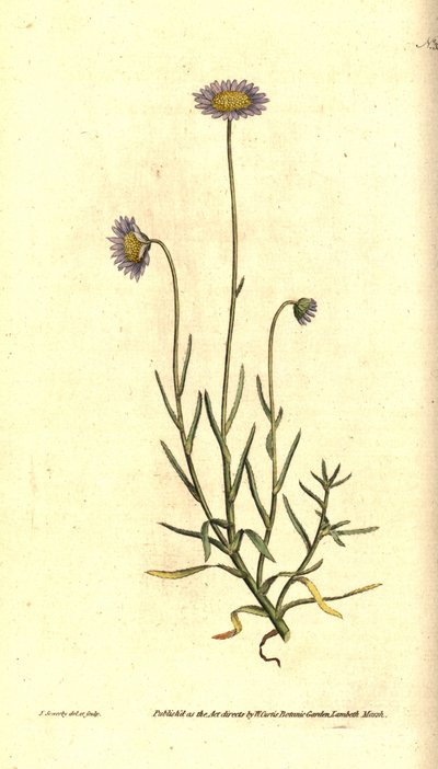 Mignonette Aster - Felicia tenella (Brisly-lehtinen aster, Aster tenellus). James Sowerbyn käsinvärinen kuparikaiverrus ja kasvitieteellinen kuvitus William Curtisin The Botanical Magazinesta, Lambeth Marsh, Lontoo tekijältä James Sowerby