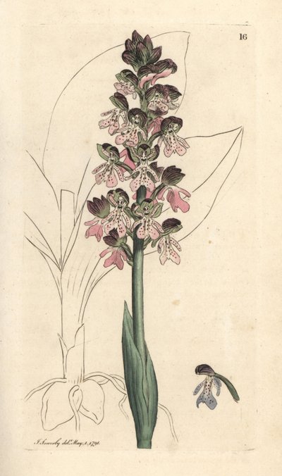 Military orchis, Orchis militaris (Orchis warrior) Käsinvärinen kuparikaiverrus James Sowerbyn kuvituksen jälkeen James Smithin Englannin kasvitieteestä Lontoossa tekijältä James Sowerby